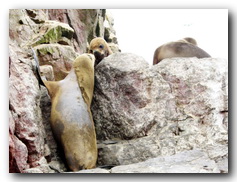 Islas Ballestas